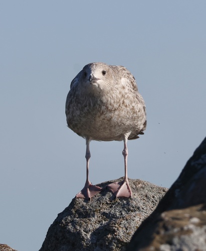 European Herring Gull