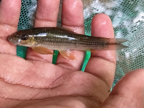 Ceylon Logsucker