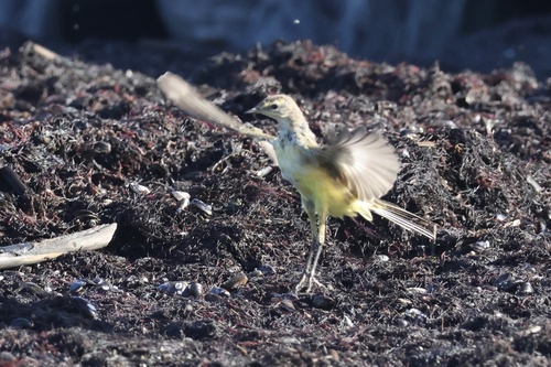 Western Yellow Wagtail