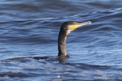 Great Cormorant
