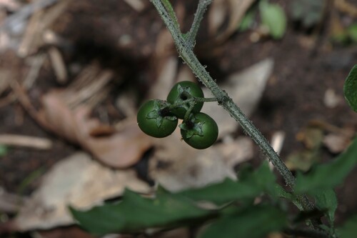 Solanum opacum, photograph 4