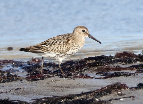 Dunlin