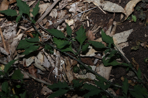 Solanum opacum, photograph 3
