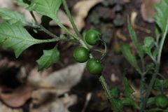 (c) Greg Tasney, some rights reserved (CC BY-SA) Solanum opacum, photograph (c) Greg Tasney, some rights reserved (CC BY-SA)