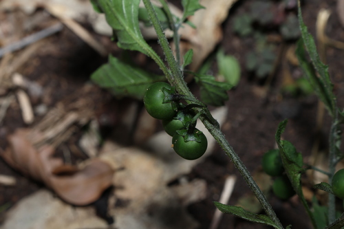 Solanum opacum, photograph 5