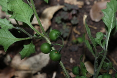 Solanum opacum