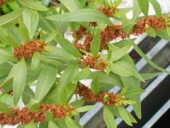 Angiospermae