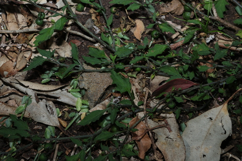 Solanum opacum, photograph 1