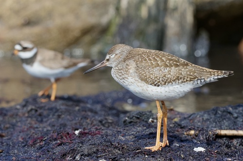 Common Redshank