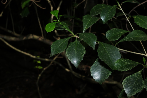 Auranticarpa rhombifolia, photograph 2