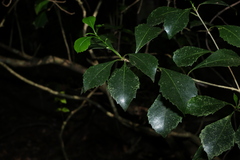 Auranticarpa rhombifolia, photograph (c) Greg Tasney, some rights reserved (CC BY-SA)