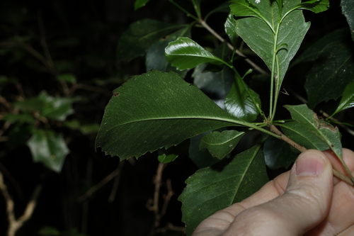 Auranticarpa rhombifolia, photograph 3