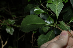 Auranticarpa rhombifolia, photograph (c) Greg Tasney, some rights reserved (CC BY-SA)