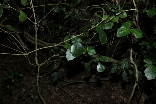 Auranticarpa rhombifolia, photograph 4