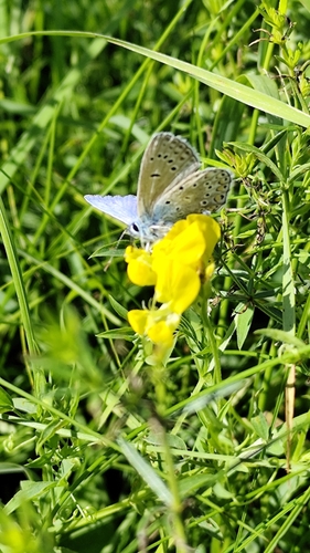 Common Blue