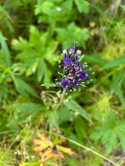 Saussurea alpina, photograph (c) Saskia Kollegger, some rights reserved (CC BY)