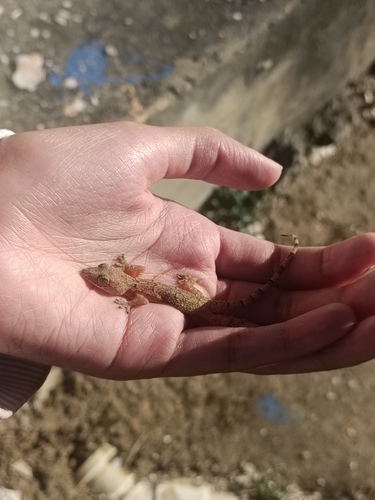 Tropical House Gecko