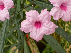Ruellia simplex