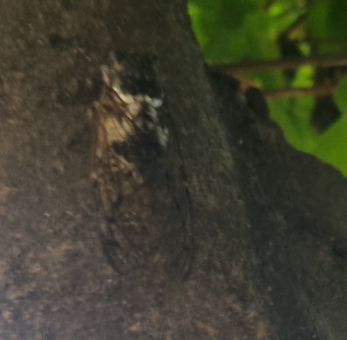 Robust Cicada