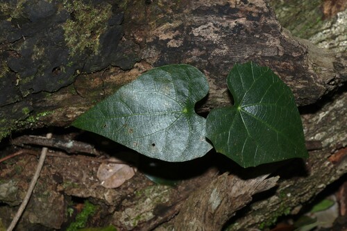 Sarcopetalum harveyanum, photograph 3