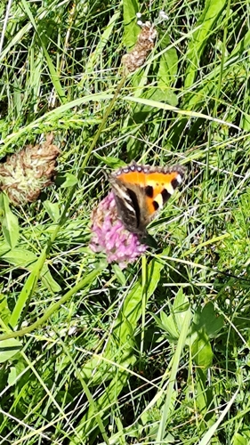 Small Tortoiseshell