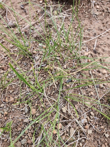 Carex duriuscula, photograph 6
