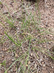 Carex duriuscula, photograph (c) Urgamal Magsar, some rights reserved (CC BY)