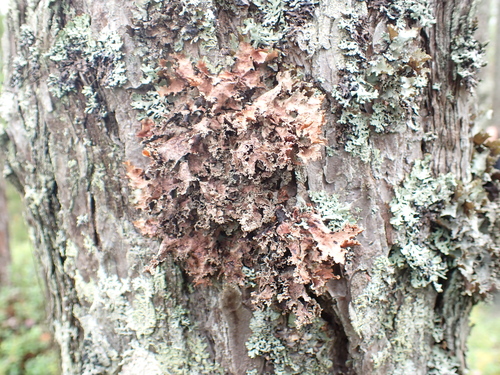 Varied Rag Lichen