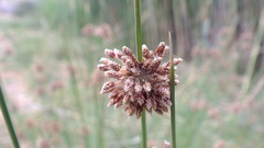 Afroscirpoides dioeca