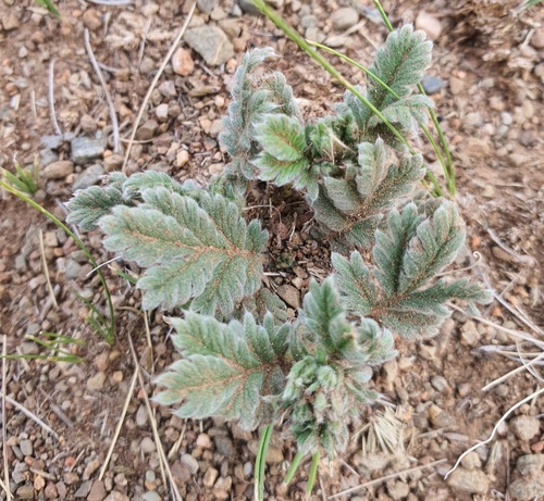 Potentilla sericea, photograph 6