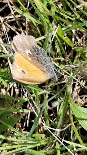 Small Heath