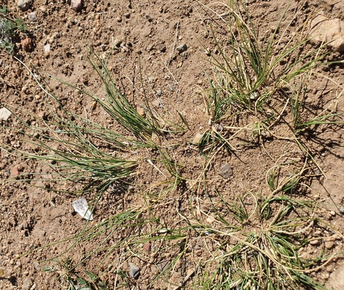 Stipa krylovii, photograph 5