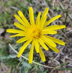Scorzonera radiata