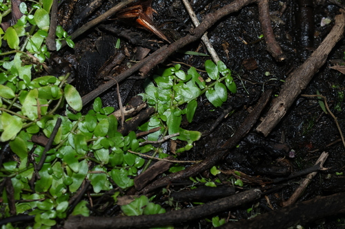 Elatine gratioloides, 2026-08-13