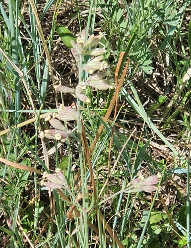 Silene repens, photograph 6