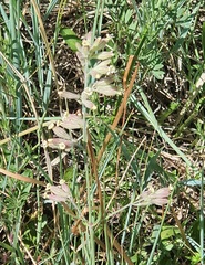 Silene repens, photograph (c) Urgamal Magsar, some rights reserved (CC BY)