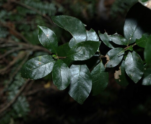 Hodgkinsonia ovatiflora, 2026-08-13