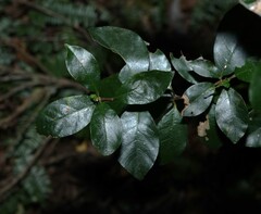 Hodgkinsonia ovatiflora