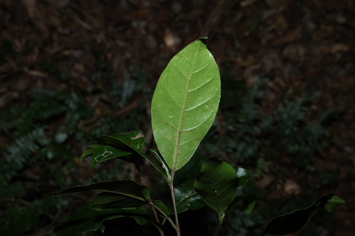 Hodgkinsonia ovatiflora, photograph 1