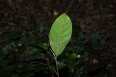 Hodgkinsonia ovatiflora, photograph (c) Greg Tasney, some rights reserved (CC BY-SA)