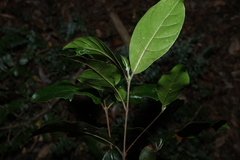 Hodgkinsonia ovatiflora, photograph (c) Greg Tasney, some rights reserved (CC BY-SA)