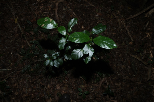 Hodgkinsonia ovatiflora, photograph 3