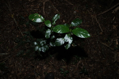 Hodgkinsonia ovatiflora, photograph (c) Greg Tasney, some rights reserved (CC BY-SA)