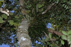 Dictymia brownii, photograph (c) Greg Tasney, some rights reserved (CC BY-SA)