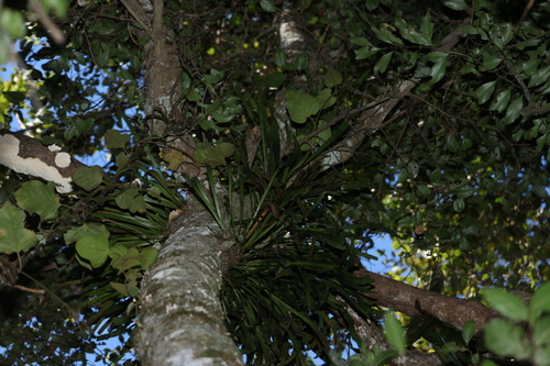 Dictymia brownii, photograph 3