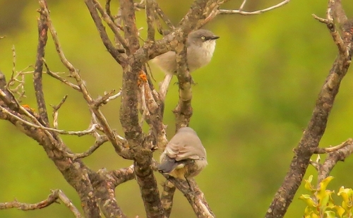 iNaturalist image