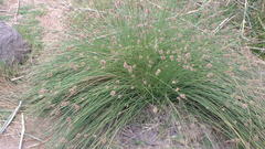 Afroscirpoides dioeca