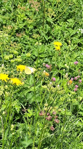 Pale Clouded Yellow