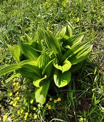 Veratrum dahuricum