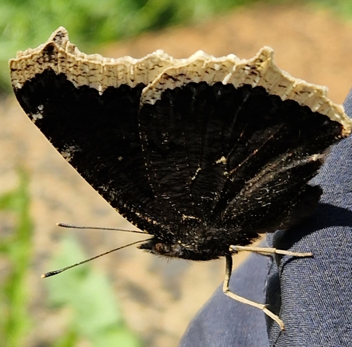 Mourning Cloak